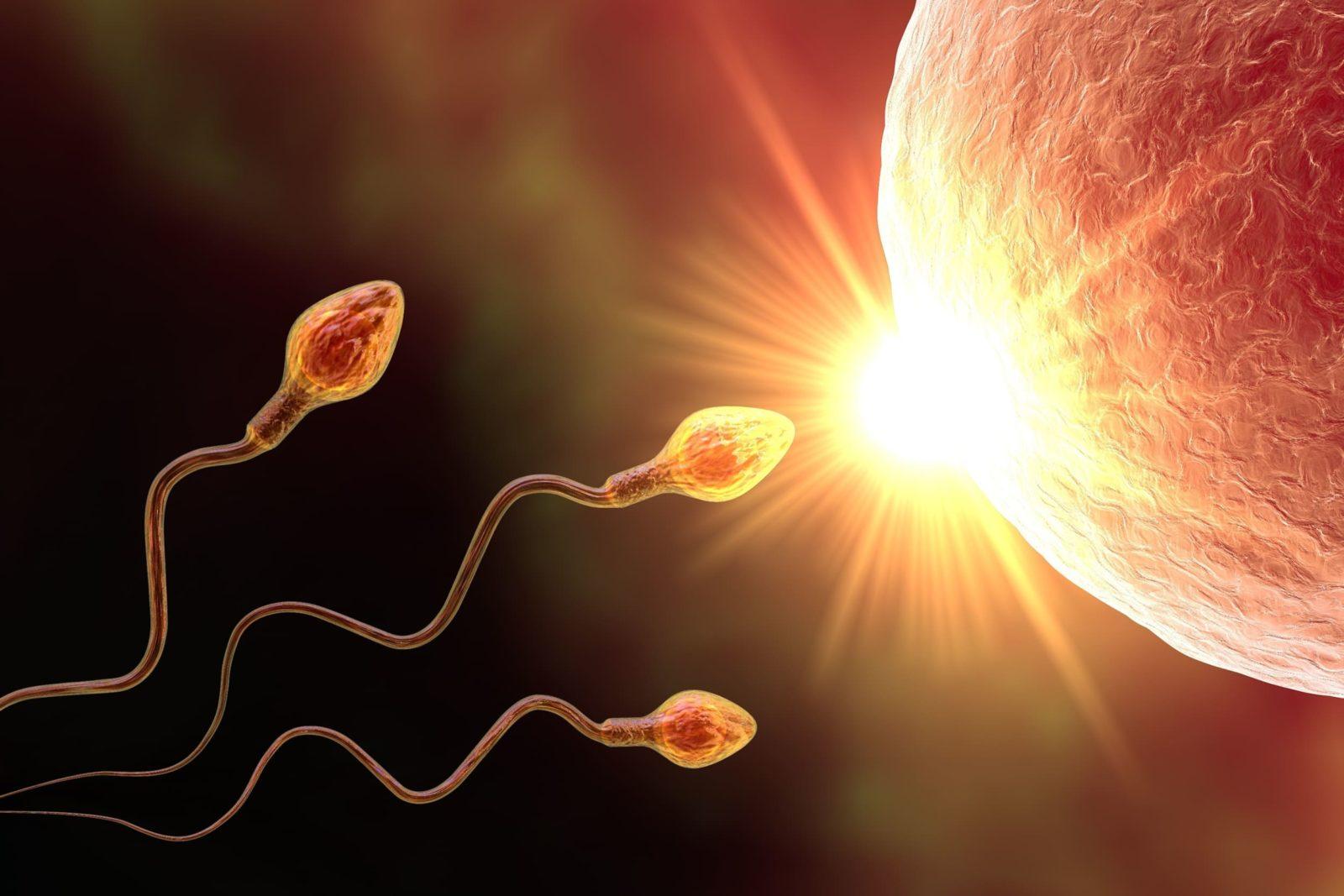 Оплодотворение яйцеклетки спермием