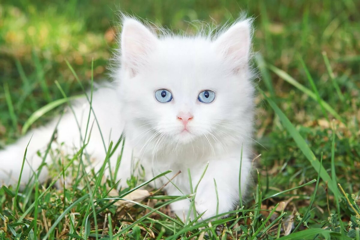 Маленький Белый Котик