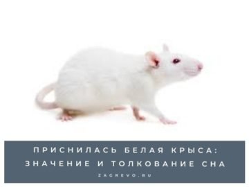 К чему приснилась белая крыса: значение и толкование сна